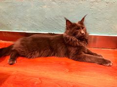 -猫小院猫主题咖啡厅(北锣店)
