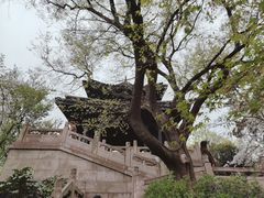 -红梅公园