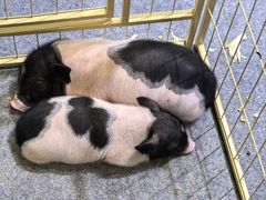 -宁波国际会展中心