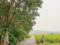-中华茉莉园