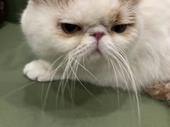 -爱派特动物医院·全科诊疗中心