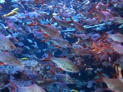 -成都浩海立方海洋公园