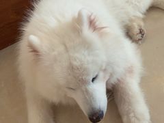 -喜柴咖啡·柴犬狗咖