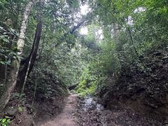 -西双版纳原始森林公园