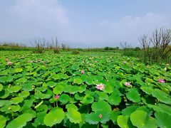 -野鸭湖国家湿地公园