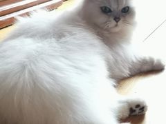 -爱宠屋pet shop·宠物洗澡·宠物美容
