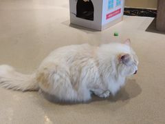 -藏猫猫咖啡主题馆(中央大道店)