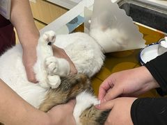 -美联众合动物医院·24h京西诊疗中心