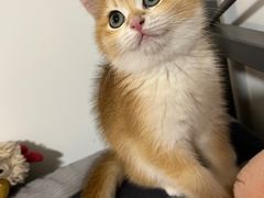 -欣宠猫屋·矮脚拿破仑·蓝金金渐层