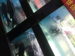 -全乐鱼馆·淳牌有机鱼直营店