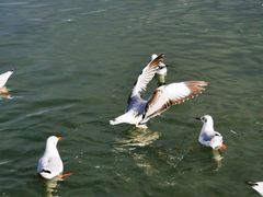 -青海湖国家重点风景名胜区