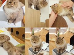 -COLOR PETS 撸猫馆·购猫·猫咖(长风大悦城店)
