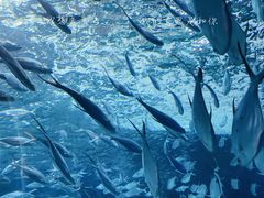 -上海海洋水族馆