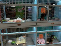 -FAELING PETS美天灵宠物(合生汇店)