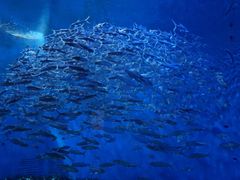 -成都浩海立方海洋公园