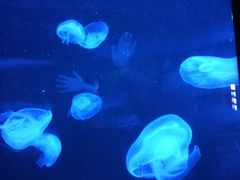 -福州罗源湾海洋世界旅游区