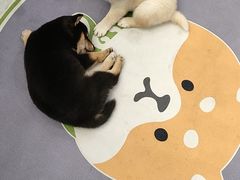 -柴犬小屋·柴餐厅·狗咖食堂(金鼎广场店)