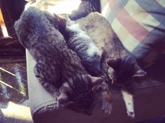 猫咪们在晒太阳-赢吧Bliss音乐酒吧