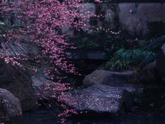 -杭州植物园
