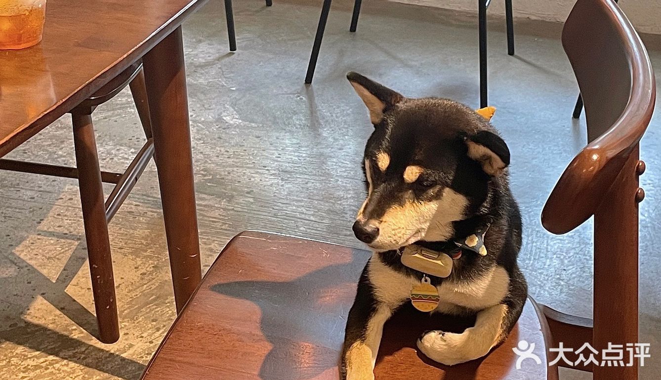 广州探店｜柴犬出没❗️小丸子同款焦糖布丁
