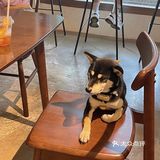 广州探店｜柴犬出没❗️小丸子同款焦糖布丁