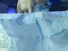 -芜湖新华联大白鲸海洋公园