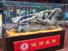 -诸城市恐龙博物馆