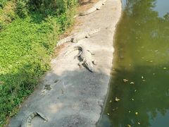 -广州长隆飞鸟乐园
