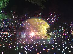 -枫林花海