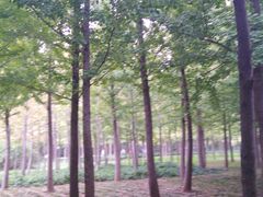 -济南森林公园