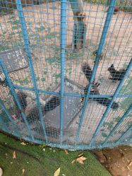 -萌宠亲子动物乐园(槐房万达店)