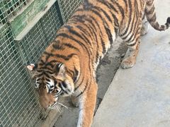 -栾川竹海野生动物园