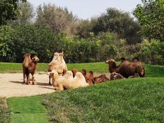 -北京野生动物园