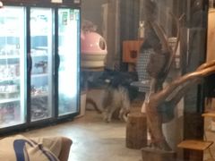 -more than meow吴止猫主题餐厅(承德 中船汇店)