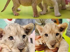 -北京野生动物园