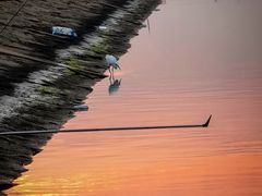 -碧海金沙