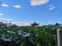 -莲花池公园