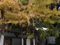 -乐山乌木文化博览苑