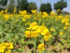 -长白岛森林公园