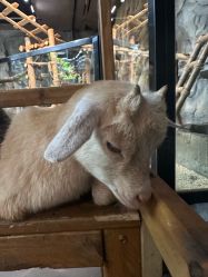 -Zoolung Zoolung动物主题公园(海信广场店)