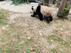 -都江堰中华大熊猫苑
