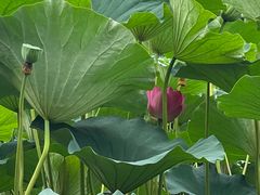 -长春市南湖公园