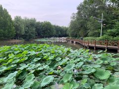 -云岗森林公园