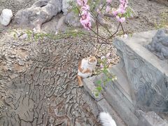 -大觉寺-停车场