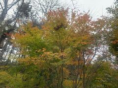 -庐山风景区花径公园