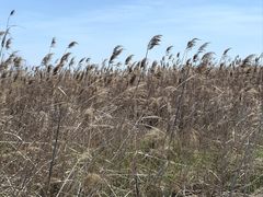 -盐城丹顶鹤湿地生态旅游区