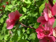 -哈密回王府景区