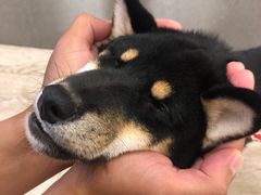 -豆柴町-柴犬主题狗咖(红鼎国际C座店)