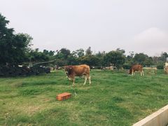 -50嵐鲜茶专卖连锁店(金城镇店)