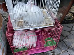 -曲阳花鸟市场(曲阳路店)